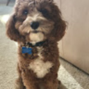 Meet your Posher, Sheila